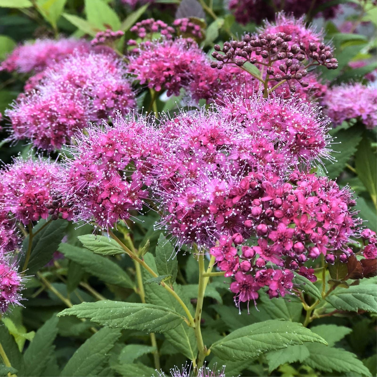 Pink Spiraea Seeds | Hardy Flowering Shrub for Garden Planting | Spiraea tomentosa Bare Root or Seeds