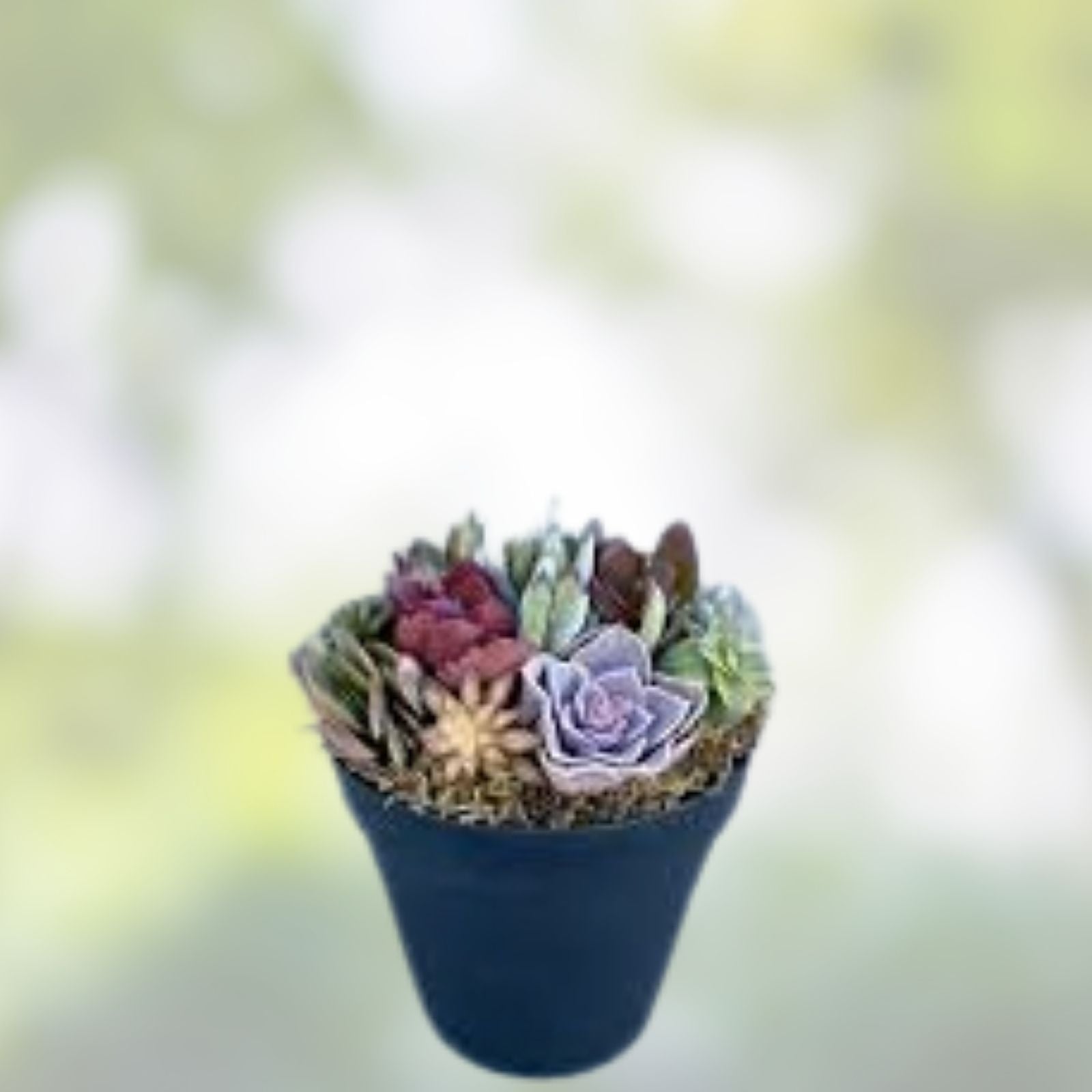 Rainbow Succulent Bundle - 4 Colorful Live Succulents/Cuttings - Variety May Vary - Home Decor & Gift Plant Collection