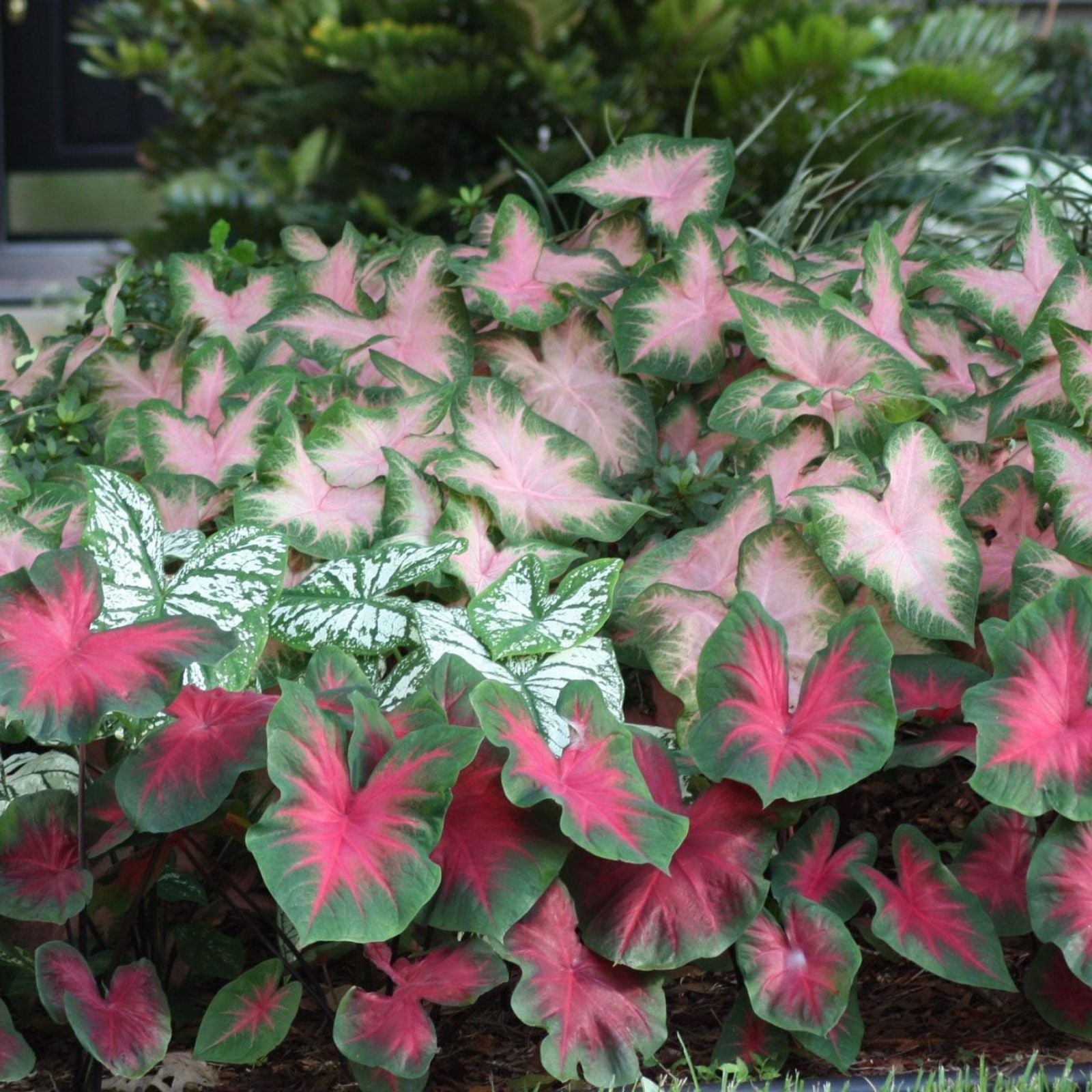 Caladium Sizzle Bulbs - Colorful Foliage Indoor Houseplant - Live Starter Bulb - Easy to Grow Tropical Plant