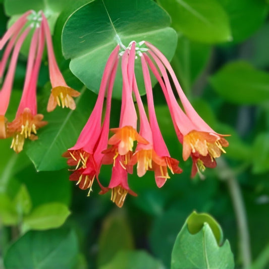 Native Coral Honeysuckle Live Starter Plant Lonicera sempervirens 'Honey Coral' Bright Coral Flowers Pollinator Plant