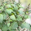 Patchouli Seeds 30+ Pogostemon cablin Herb for Essential Oils Fragrance Oil Aromatic Plant Live Starter Cutting