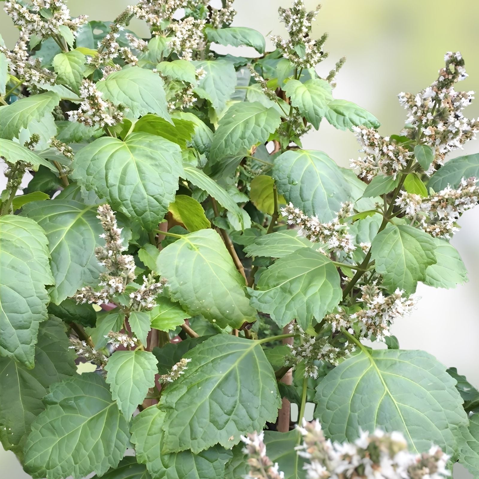 Patchouli Seeds 30+ Pogostemon cablin Herb for Essential Oils Fragrance Oil Aromatic Plant Live Starter Cutting