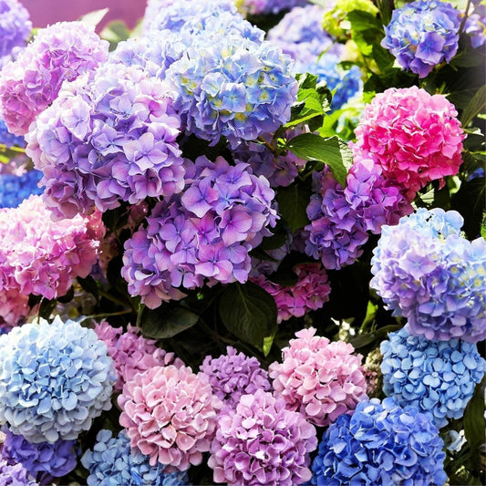 Hydrangea macrophylla Seeds 50 Pack | Live Plant, Cutting, or Starter Plant | Large Blooms, Easy to Grow, Mixed Colors