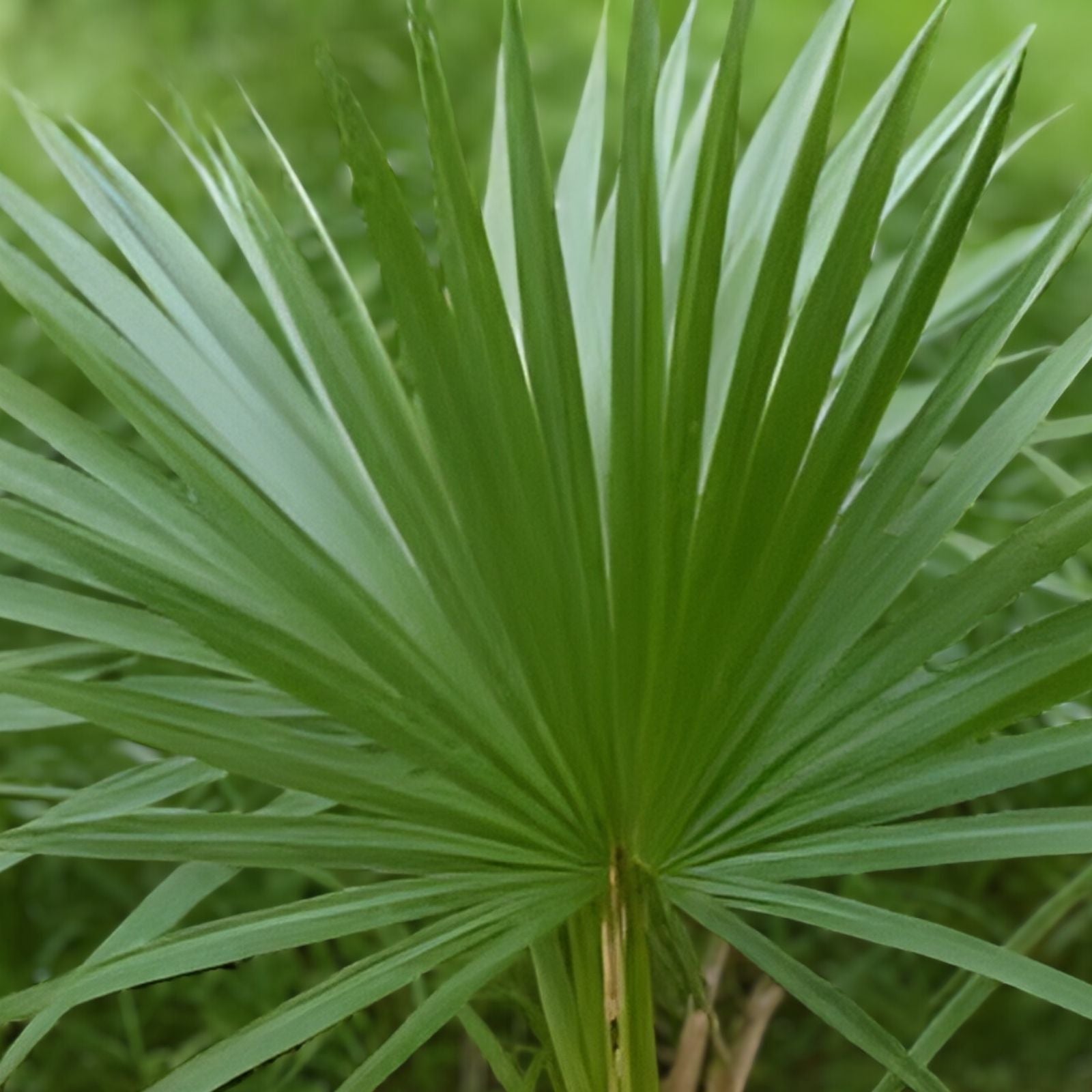 Dwarf Palmetto Live Plants Bundle – Sabal Minor, Drought Tolerant, Cold Hardy Southern Palms, Live Plant, Starter Plant