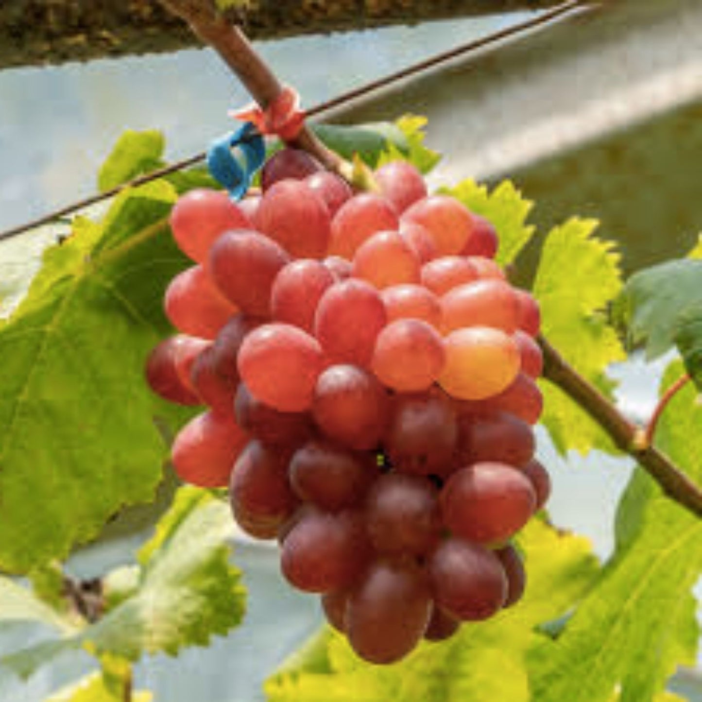 Large Crimson Vine Pot – Red Seedless Table Grape Plant – Vitis vinifera, Live Starter Plant for Home Garden and Vineyard