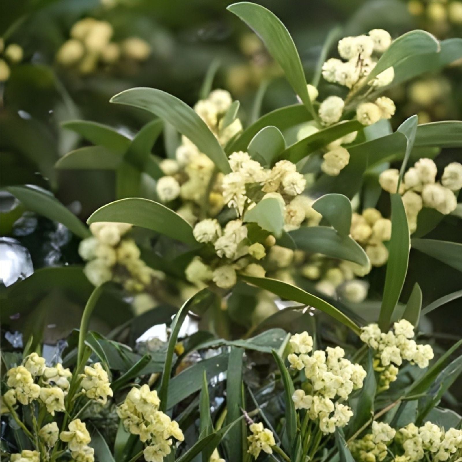 Dwarf Lime Bonsai Tree Seeds – Citrus aurantiifolia – Indoor Planting – 20+ Seeds – Fast Shipping from Iowa