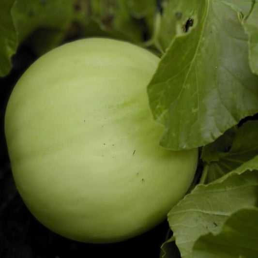 Heirloom Honey Dew Melon Seeds Non-GMO Green Sweet Cucumis melo 100 Seeds Gardening Farming Plant Starter
