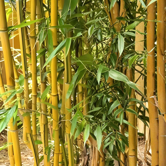 Yellow Groove Bamboo Rhizome Cuttings 3ct | Phyllostachys aureosulcata | Clumping Bamboo Live Plant Hardy Zone 5