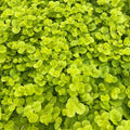 Creeping Jenny Live Plants Set of 6 - Golden Lime Foliage, Yellow Flowers, Lysimachia nummularia 'Aurea' Houseplant, Ground Cover