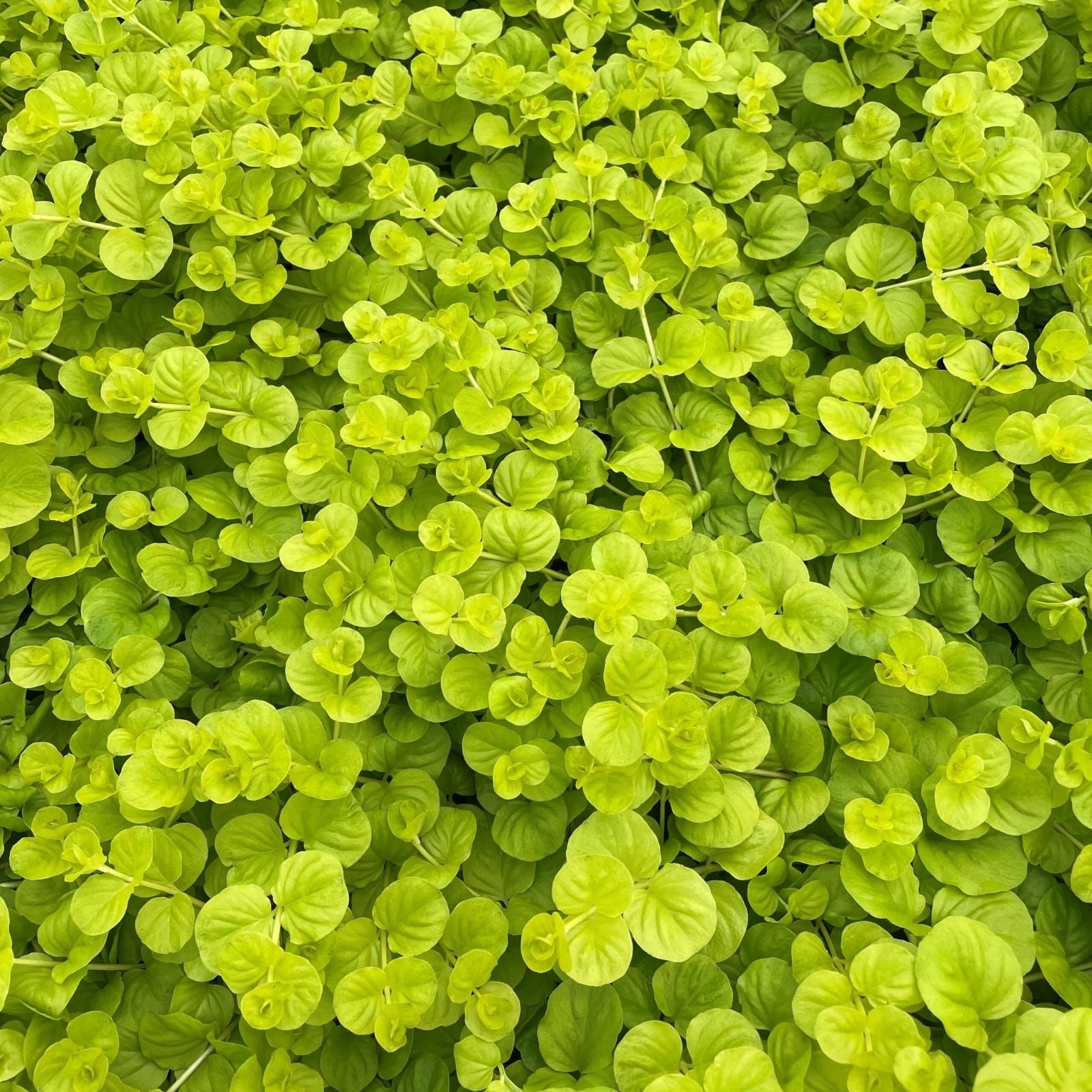 Creeping Jenny Live Plants Set of 6 - Golden Lime Foliage, Yellow Flowers, Lysimachia nummularia 'Aurea' Houseplant, Ground Cover