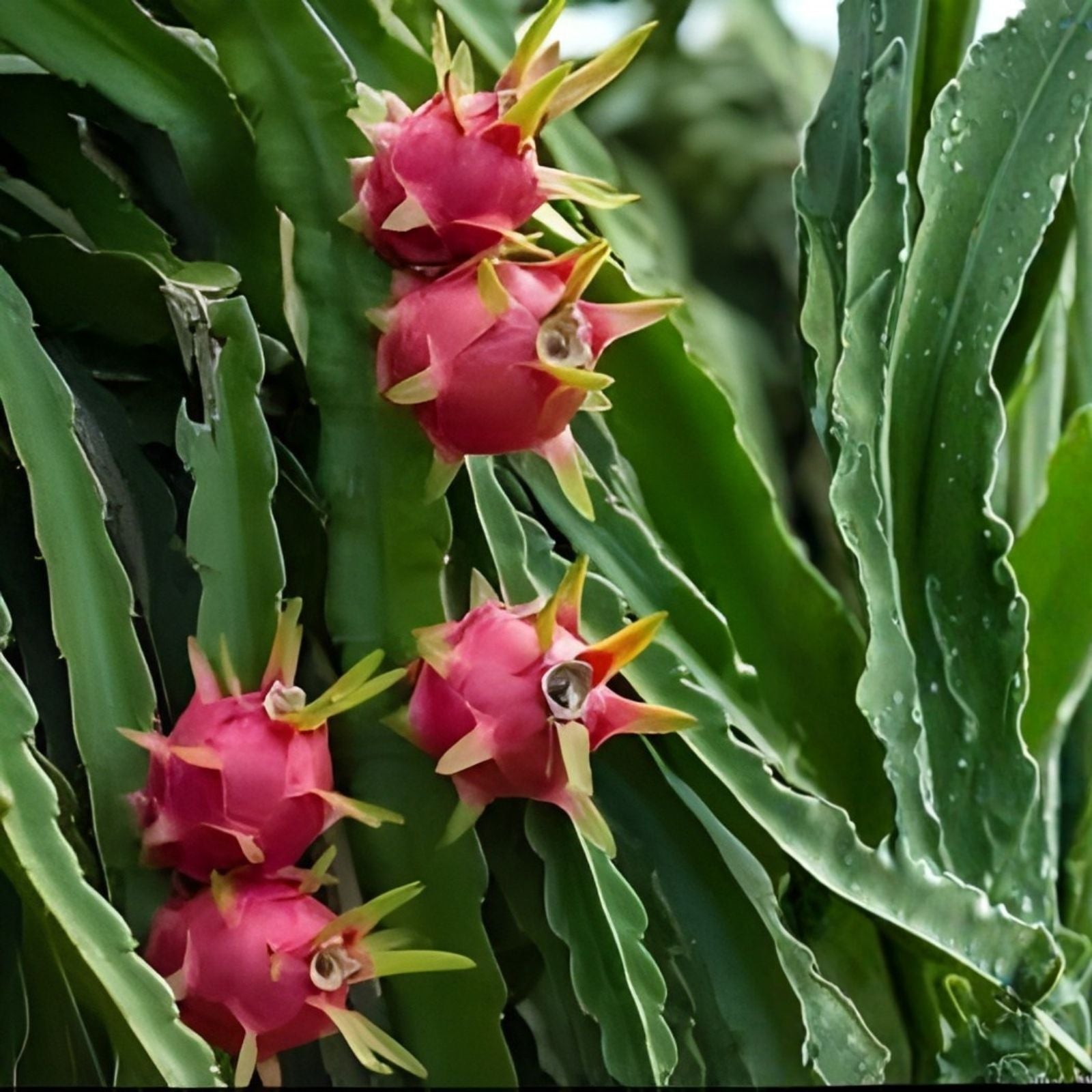Dragon Fruit Cuttings 8-14 Inches Hylocereus undatus Live Plant Propagation Supplies for Home Gardening