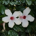 White Hibiscus Rosa-Sinensis Cutting, 8" Live Plant Starter, Tropical Bush Shrub Tree Propagation Material