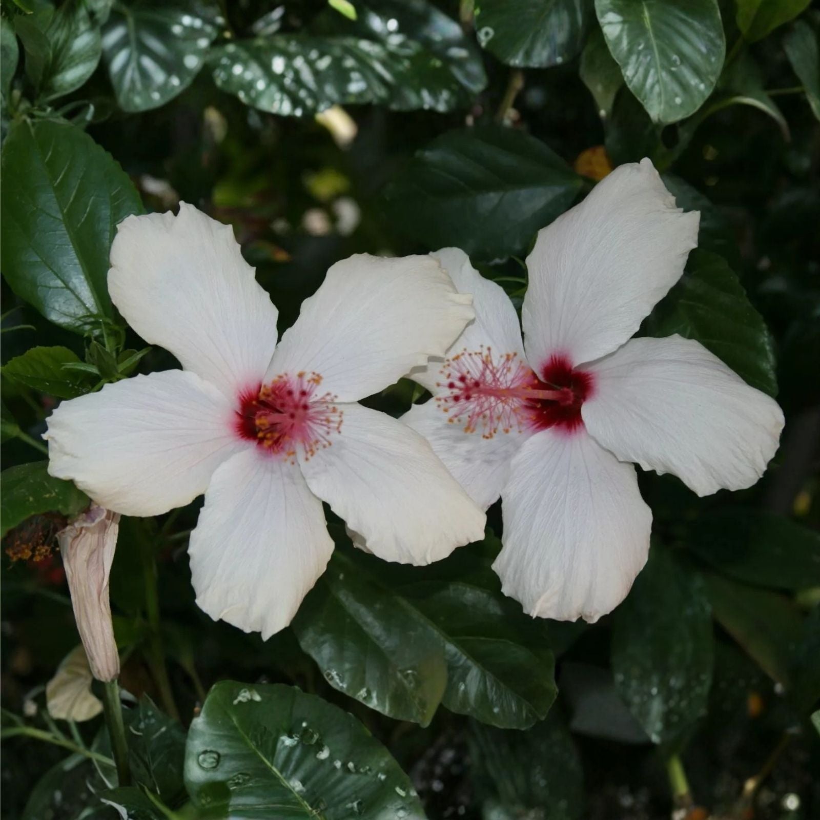 White Hibiscus Rosa-Sinensis Cutting, 8" Live Plant Starter, Tropical Bush Shrub Tree Propagation Material