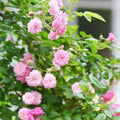 Peggy Martin Rose Cuttings - 5 No Thorn Clippings - Rosa 'Peggy Martin' - Garden Climbing Rose with Fragrant Flowers
