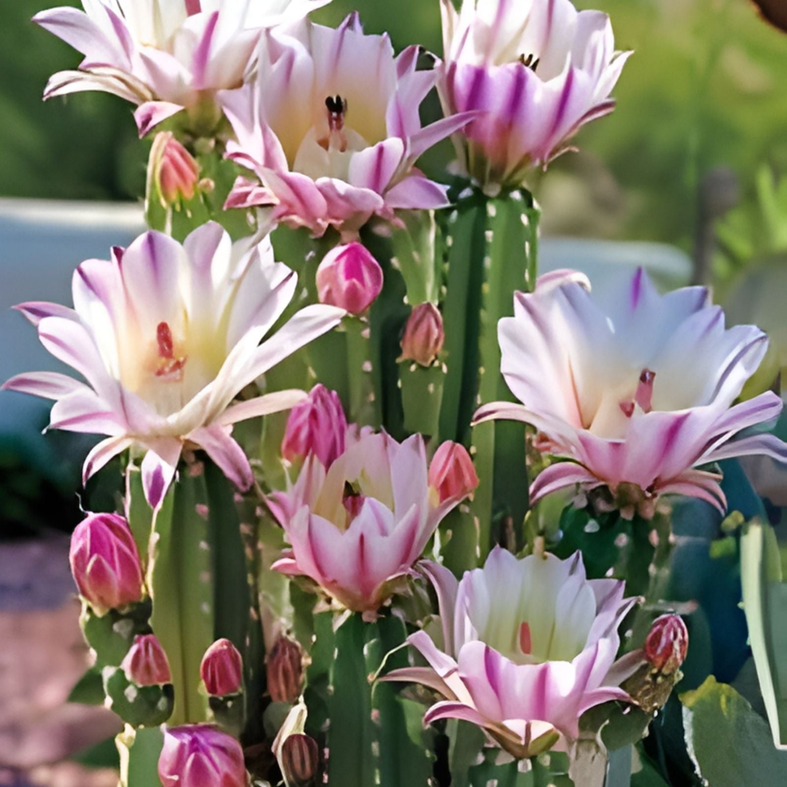 Echinopsis Icaros Cactus Cutting 15 Inch Succulent Plant Live Starter Houseplant