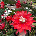 Epiphyllum Ferris Wheel Cutting 8-10in Unrooted Succulent Houseplant Propagation