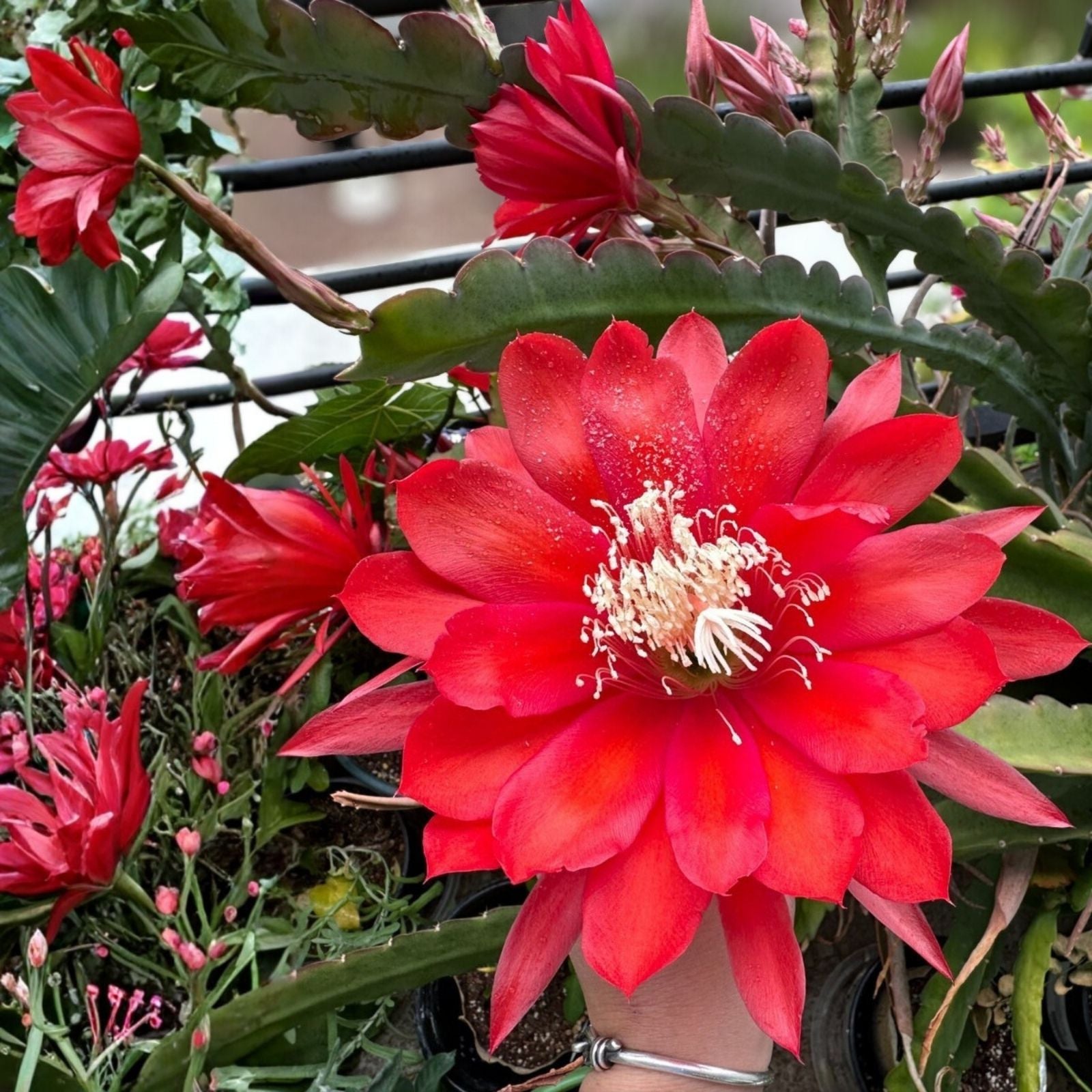 Epiphyllum Ferris Wheel Cutting 8-10in Unrooted Succulent Houseplant Propagation
