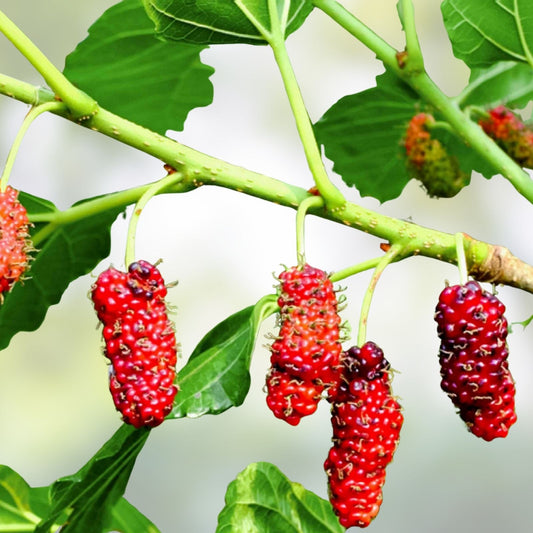 Live Red Mulberry Plant Morus Rubra Fruit Tree 16-24 Inches Bare Root Starter Plant for Zones 5-9