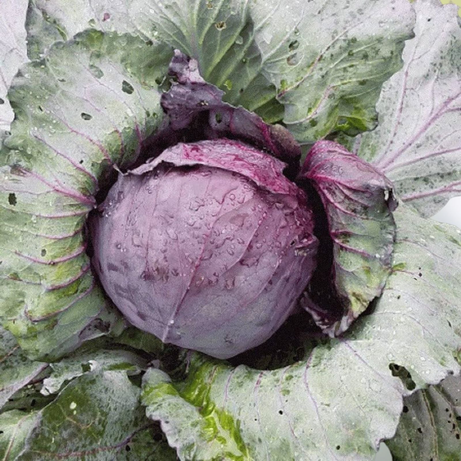 Red Acre Cabbage Seeds Heirloom Non-GMO Brassica oleracea Vegetable Garden Starter Plant 25+ Seeds