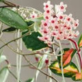 Live Hoya Krimson Princess Cutting – Tricolor Pink Cream Variegated Hoya carnosa 'Krimson Princess' Plant