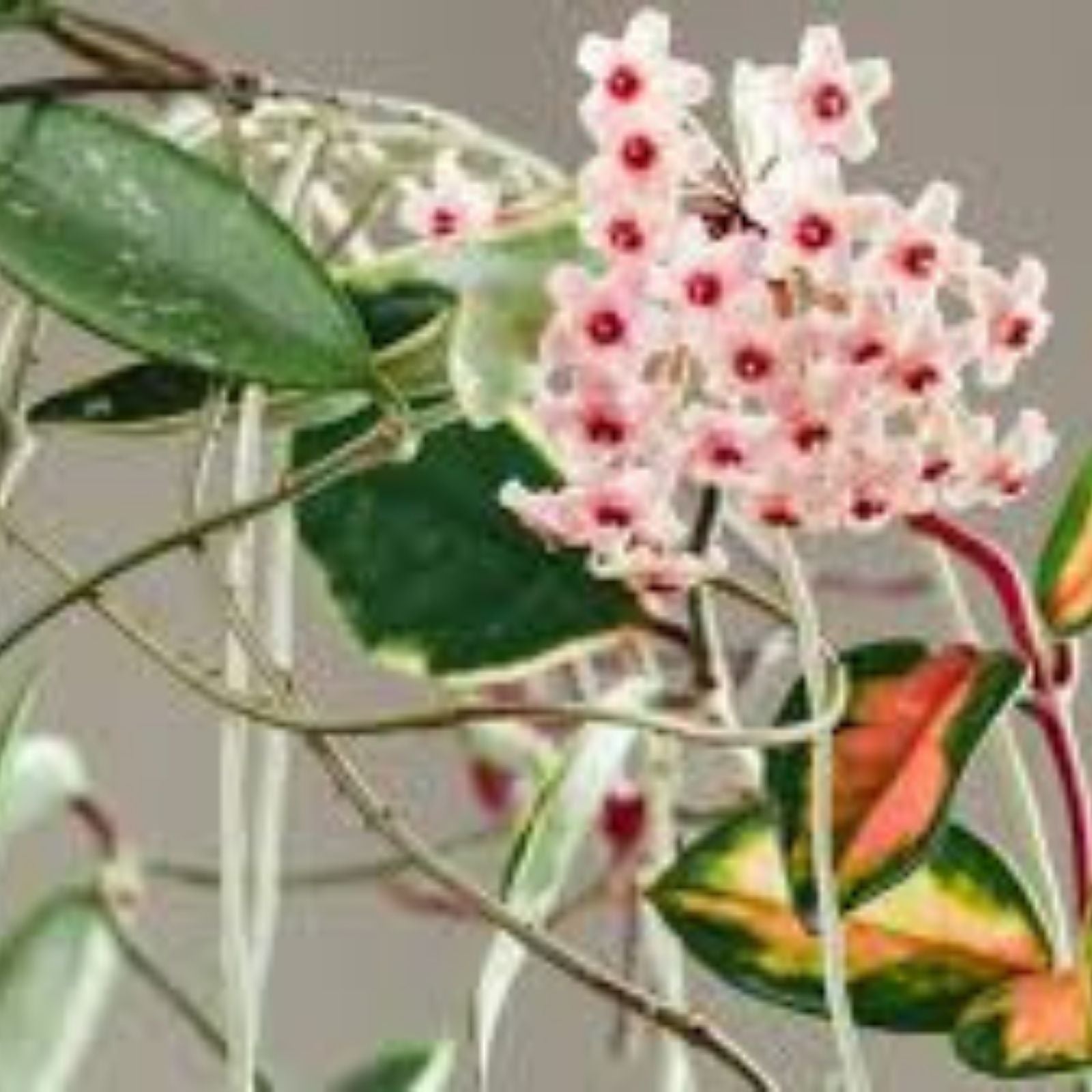 Live Hoya Krimson Princess Cutting – Tricolor Pink Cream Variegated Hoya carnosa 'Krimson Princess' Plant