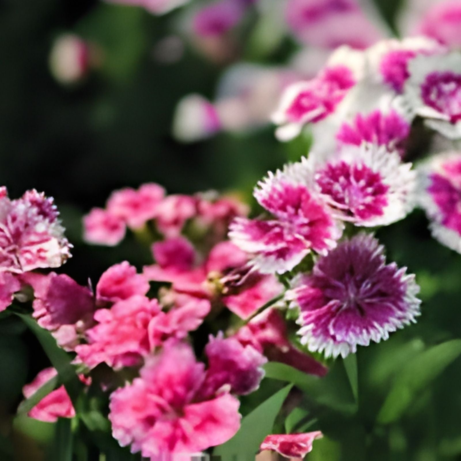 Dianthus Plant 4-Inch Pot Pink Fragrant Perennial Flower Live Garden Container Landscape Plant