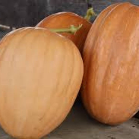 Organic Pumpkin Seeds 10 Pack Heirloom Dickinson Non-GMO Raw Snack Plant Seeds for Gardening and Cooking