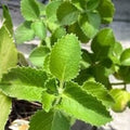 Cuban Oregano Cuttings – 2 Live Plants – Plectranthus amboinicus – Fresh Culinary Herb for Cooking and Gardening – bloomhavennursery