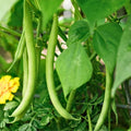 Blue Lake Bush Green Bean Seeds – 20 Heirloom Phaseolus vulgaris Starter Plants, Live Plant, Vegetable Seeds for Gardening