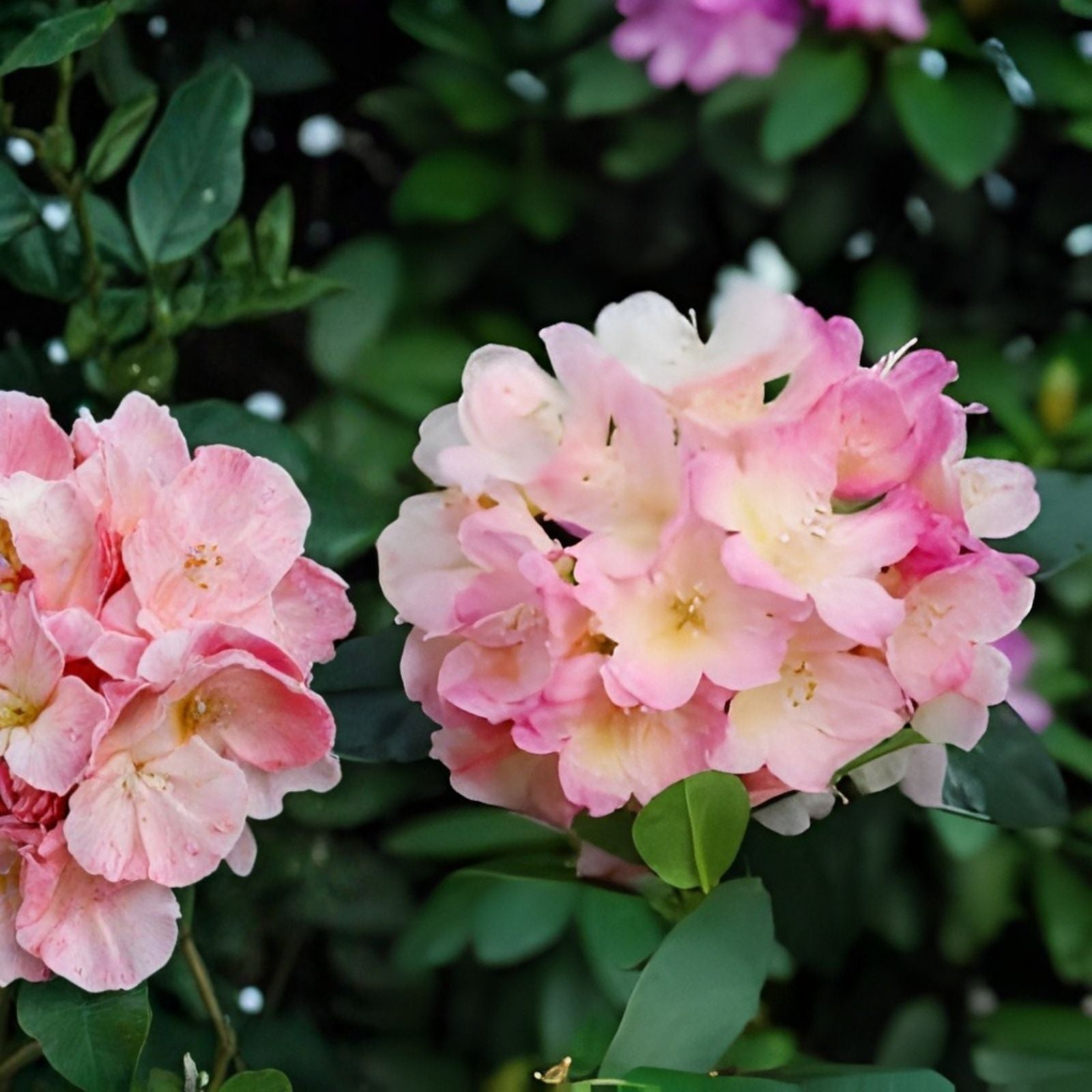 Azalea Starter Plant Percy Wiseman Variety Pink Rhododendron Garden Flower, Varying Shades of Pink, Live Plant