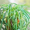 Live Spider Plant Cuttings | Variegated Chlorophytum comosum | Indoor Houseplant Starter | Green and White Variegation