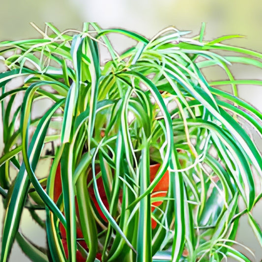 Live Spider Plant Cuttings | Variegated Chlorophytum comosum | Indoor Houseplant Starter | Green and White Variegation
