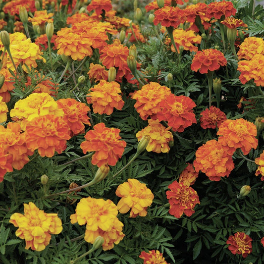 Marigold Seeds 500 Pack Tagetes erecta Multi-Color Flower Garden Landscape Planting Supplies
