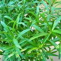 Tarragon Seeds 500 Non-GMO Herb Seeds for Spice Gardening Artemisia dracunculus Live Plant Cutting Bare Root Starter Plant