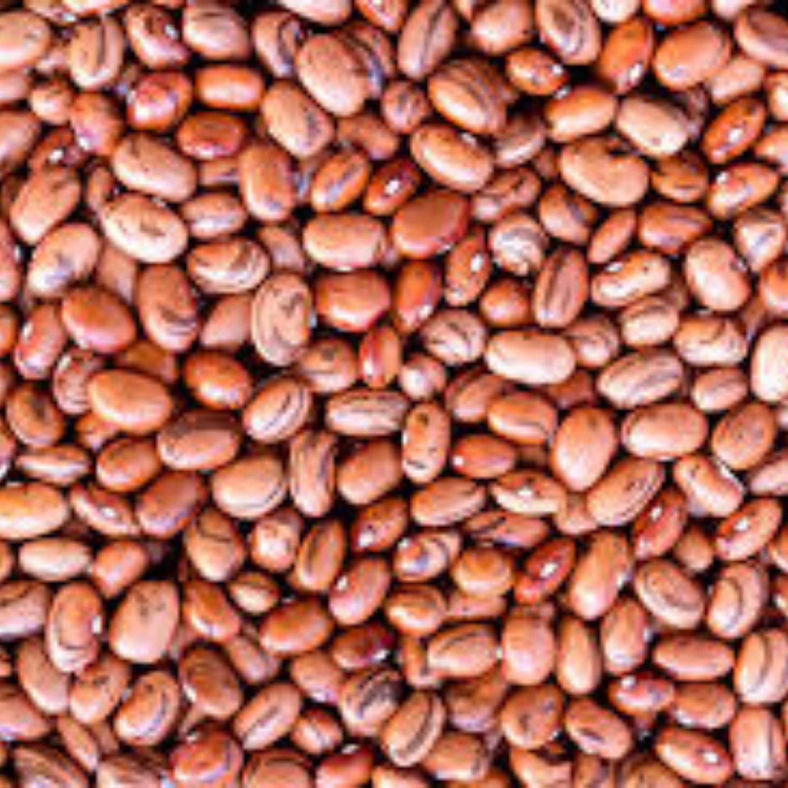 Pinto Bean Seeds 50 Count – Easy to Grow Healthy Phaseolus vulgaris Vegetable Seeds for Gardening