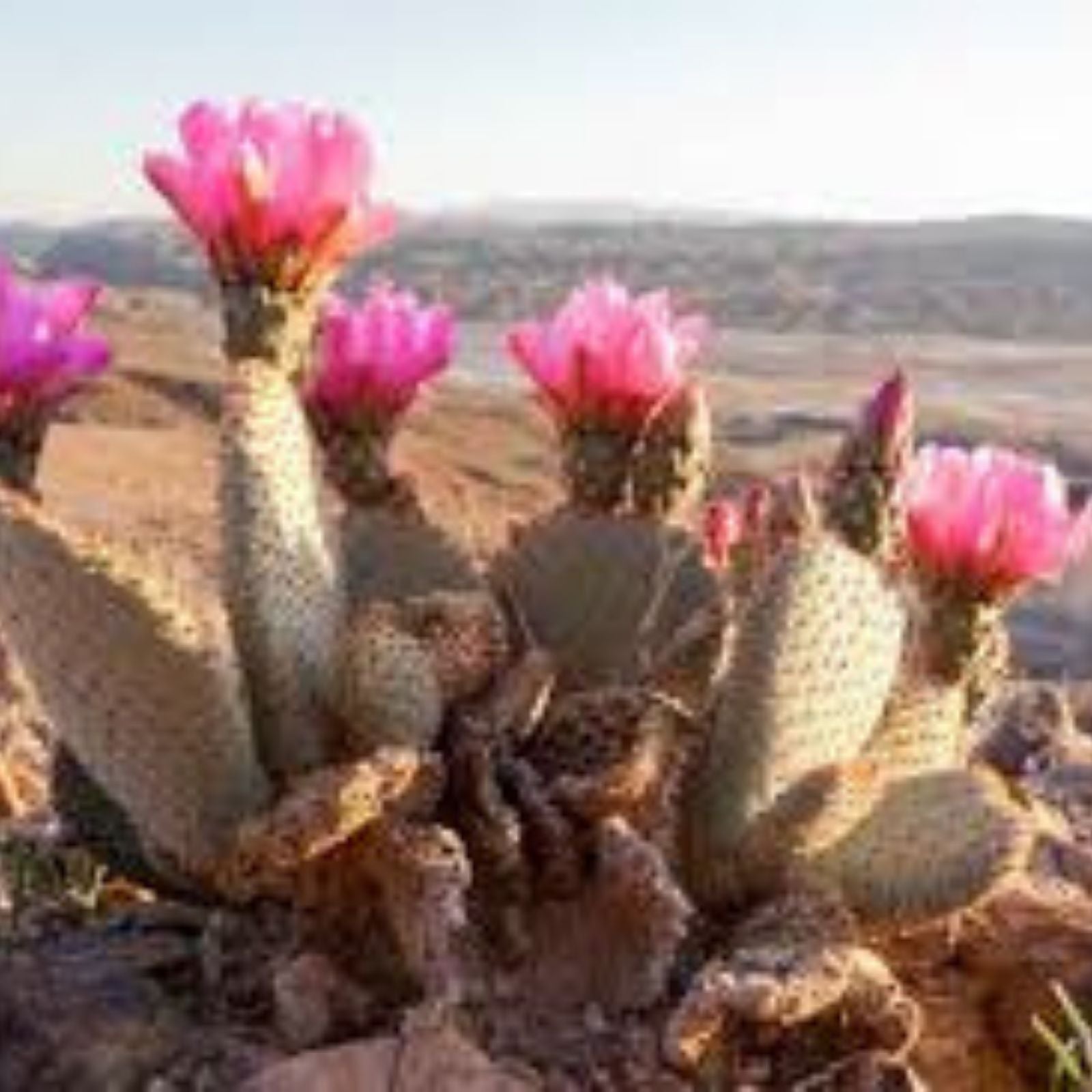 Beavertail Cactus Plant 7.5" Opuntia basilaris Succulent Desert Plant, Drought Tolerant, Easy Care, Unique Gift