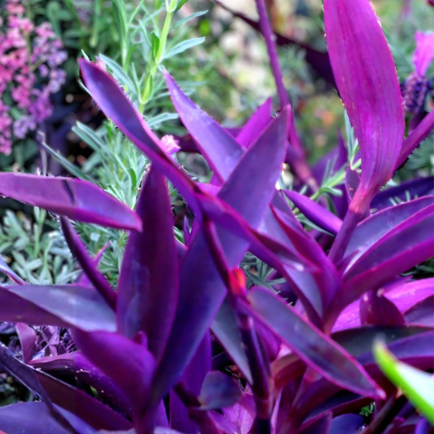 Purple Heart Wandering Jew Cuttings 20 Pack – Tradescantia Pallida Succulent Houseplant Propagation