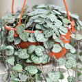 String of Hearts Cuttings 6" Ceropegia woodii Indoor Houseplant Succulent Easy Care Live Plant