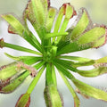 Drosera x Hercules Carnivorous Plant – Potted Sundew for Home Garden – Easy to Grow, Fast Growing, Dionaea Muscipula