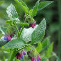 Russian Comfrey Bocking 14 Cuttings Live Organic Herbal Plant Symphytum x uplandicum Starter Plant