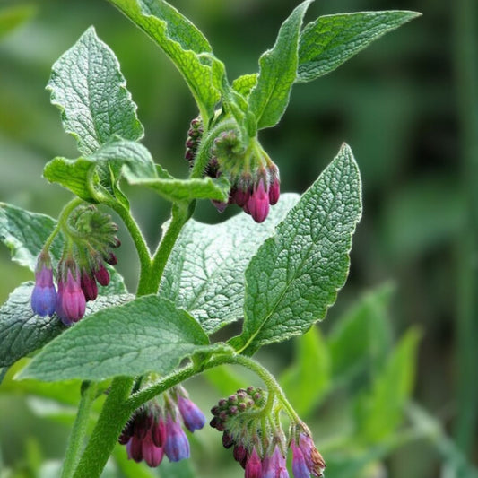 Russian Comfrey Bocking 14 Cuttings Live Organic Herbal Plant Symphytum x uplandicum Starter Plant