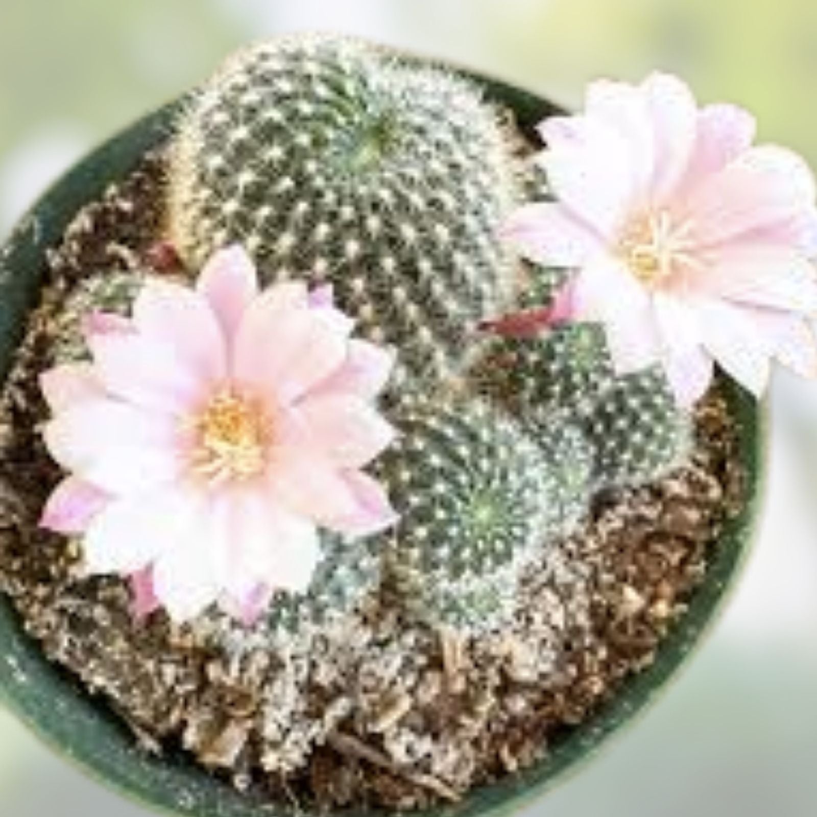 Rebutia Narvaecensis Cactus Plant | Live Succulent | Small Houseplant | Real Cacti for Home Decor