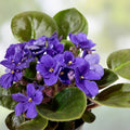 African Violet Leaf Cutting DN-Royal Blue Saintpaulia ionantha Indoor Plant Starter Houseplant