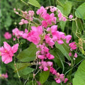Pink Coral Vine Seeds | Mexican Creeper | Rare Antigonon leptopus | Live Plant Cutting | Houseplant | Garden Climber | 5 Seeds