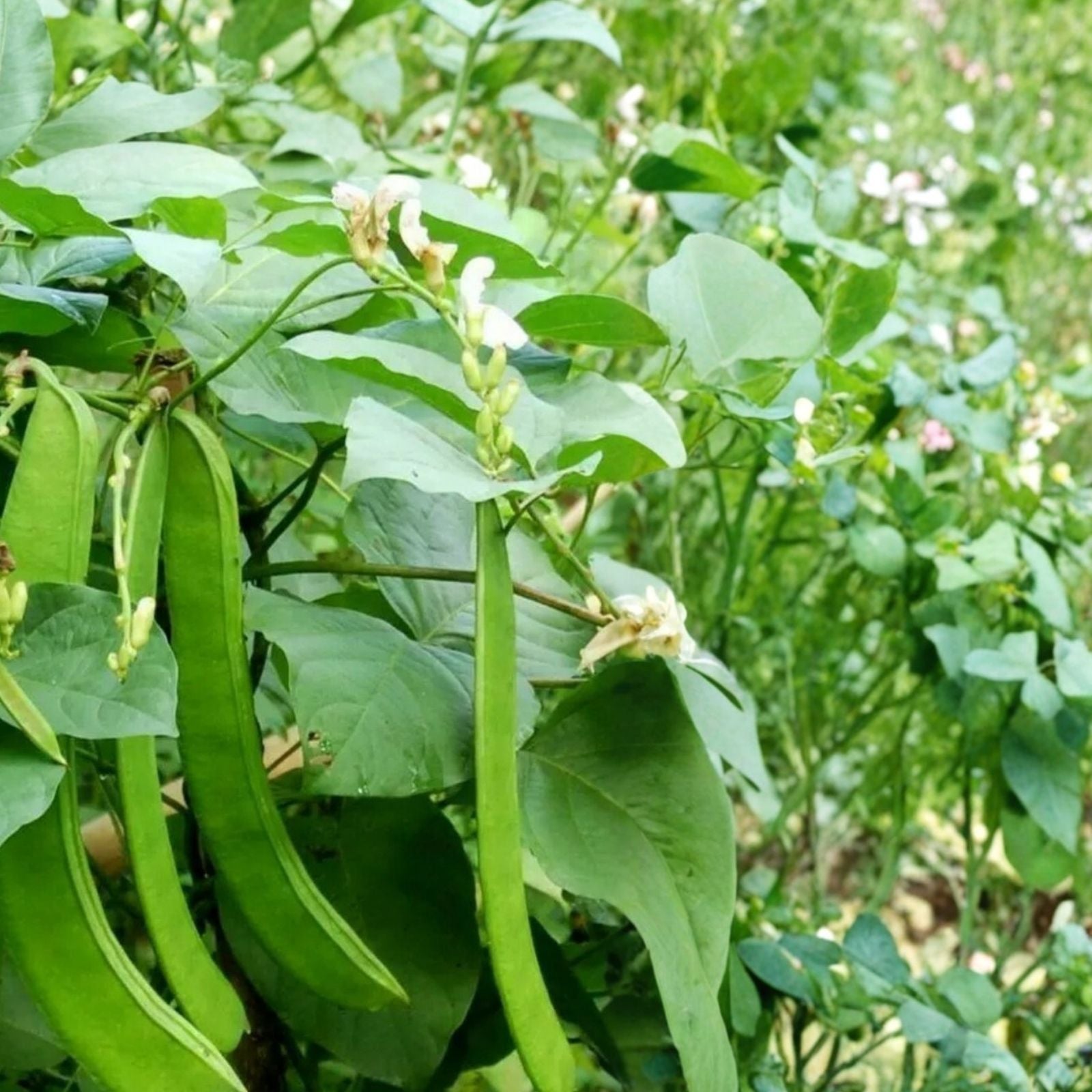 Jack Bean Seeds 20 Pack Wonder/Sword Variety Organic Canavalia ensiformis Live Plant Cutting Bare Root Starter Plant