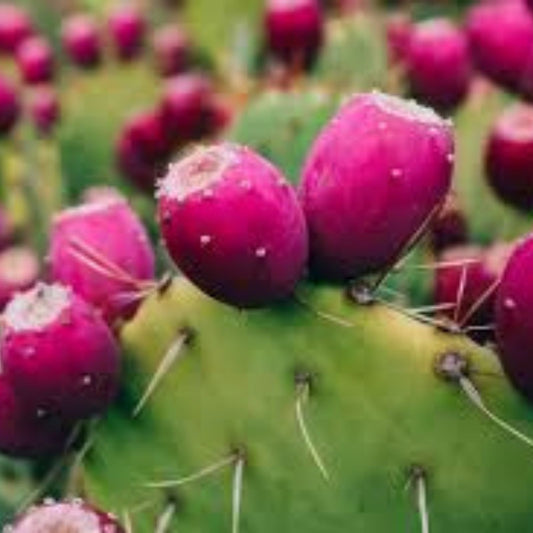 Miniature Prickly Pear Cactus Succulent Live Indoor Plant Drought Tolerant Opuntia Desert Plant Starter Cutting
