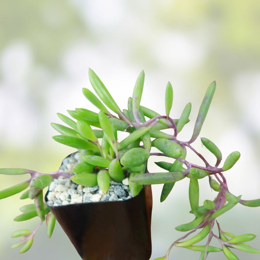Othonna Capensis Ruby Necklace Succulent Cuttings Live Plant Houseplant Organic Home Decor