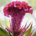 Pink Cockscomb Seeds, Organic Celosia Cristata Starter Plants, Garden, Live Plant, USA Grown, Free Shipping