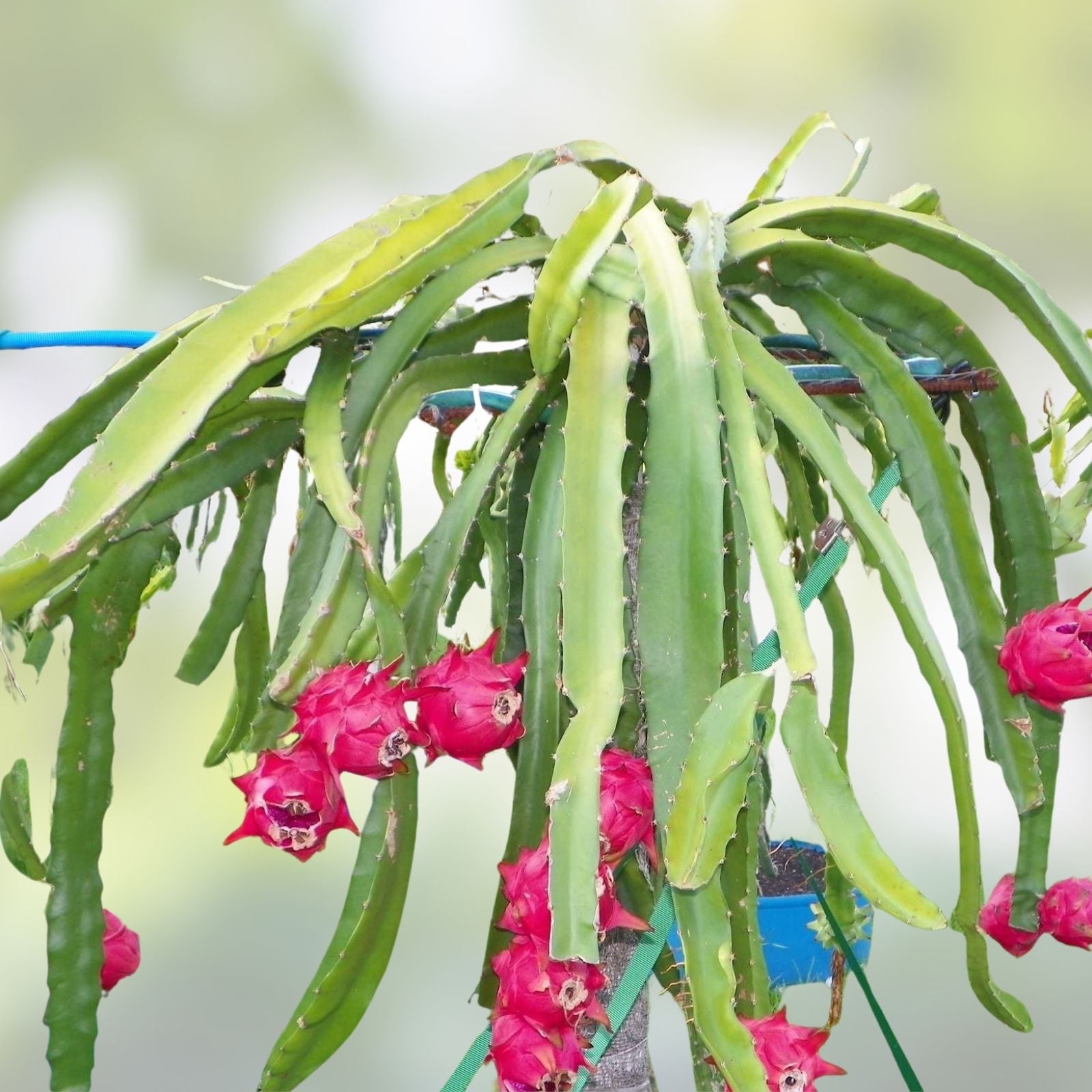 Dragon Fruit Cuttings 8-14 Inches, Organic Hylocereus Undatus, Easy to Grow Indoor and Garden Plant Propagation