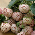 White Pineberry Strawberry Plant – Fragaria ananassa 'Pineberry' – Live Starter Plant, White Skin, Juicy Berries